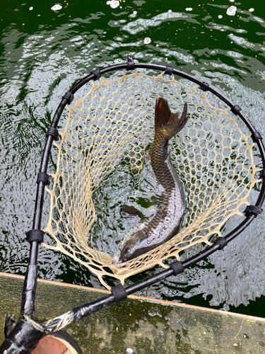 コイの釣果