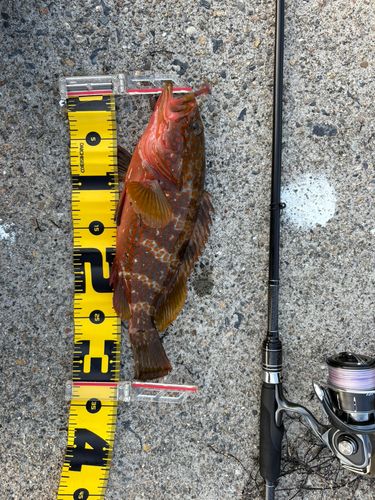 キジハタの釣果