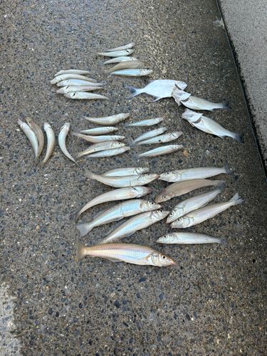 シロギスの釣果