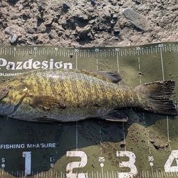 スモールマウスバス