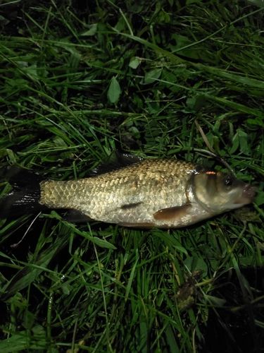 フナの釣果