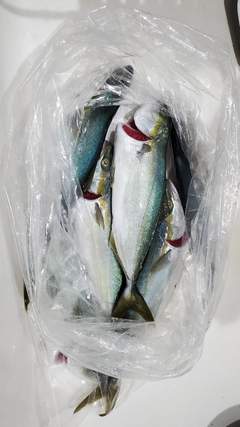 ワカシの釣果