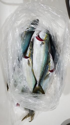 ワカシの釣果