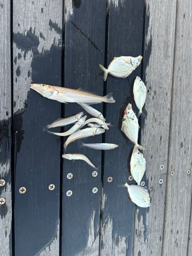 シロギスの釣果