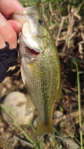 ラージマウスバスの釣果
