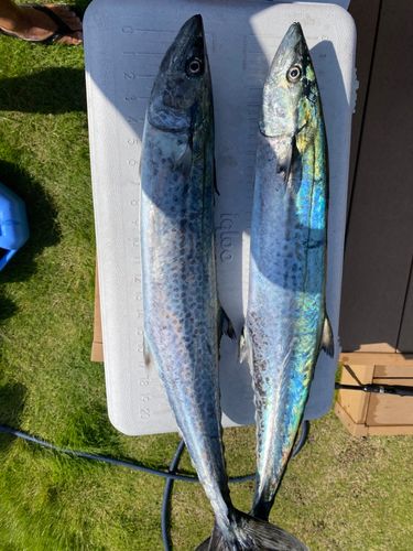 サワラの釣果