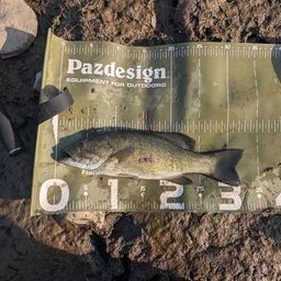 スモールマウスバス