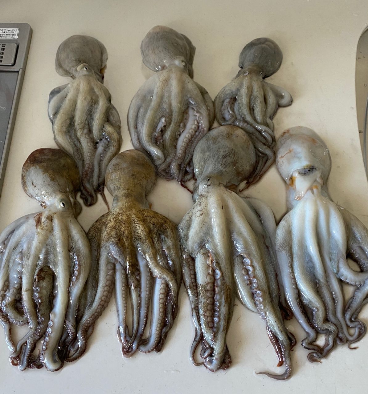 OTUさんの釣果 1枚目の画像