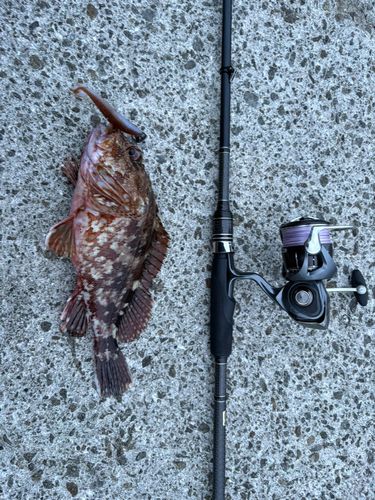 カサゴの釣果