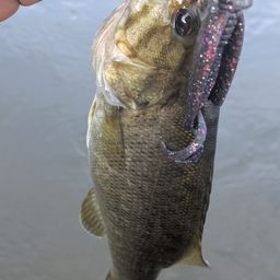 スモールマウスバス