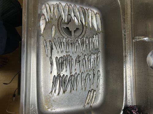 カタクチイワシの釣果