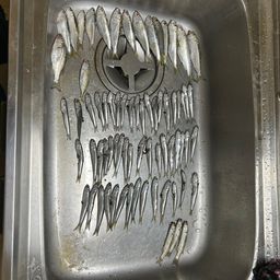 カタクチイワシ