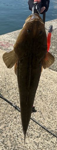 マゴチの釣果