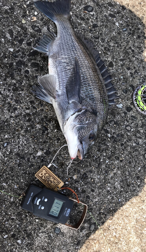 クロダイの釣果