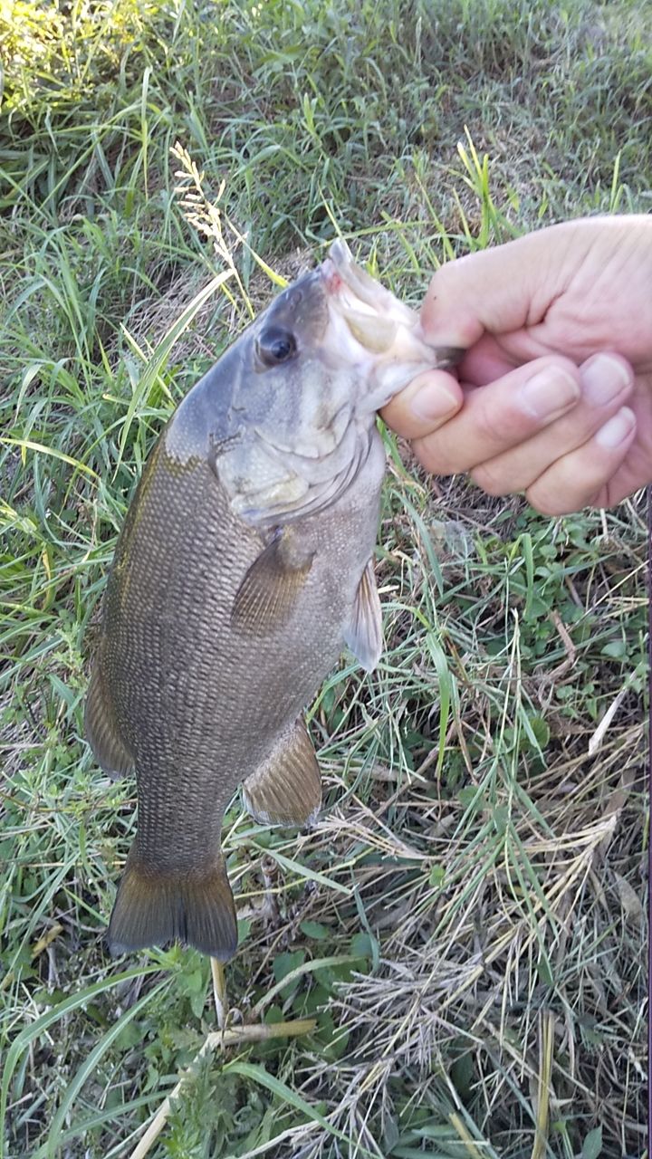 スモールマウスバス