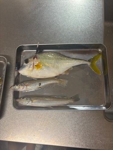 三河湾
