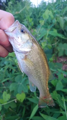 ラージマウスバスの釣果