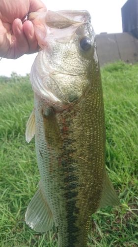 ラージマウスバスの釣果