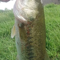 ラージマウスバス