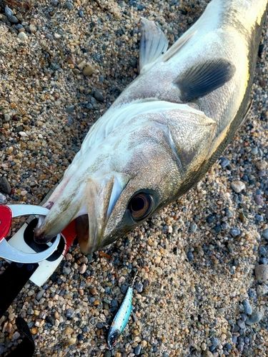 マルスズキの釣果