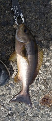 イサキの釣果