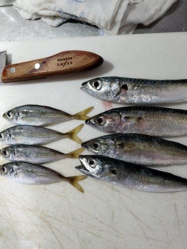 サバの釣果