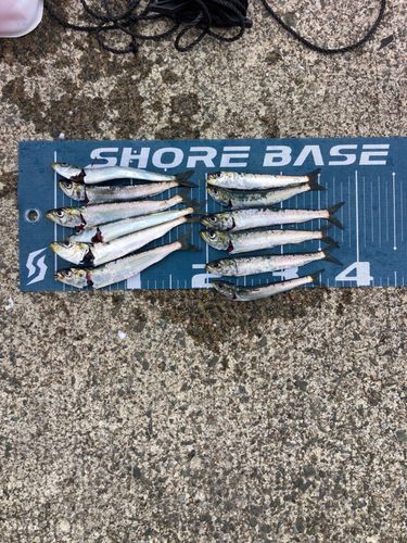 イワシの釣果