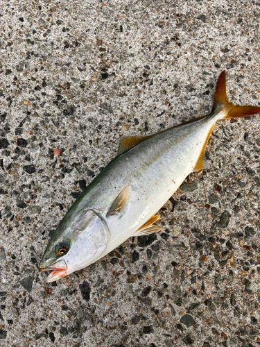 ツバスの釣果