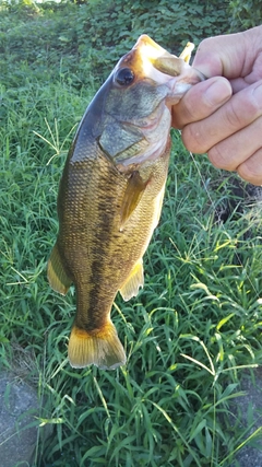 ラージマウスバスの釣果