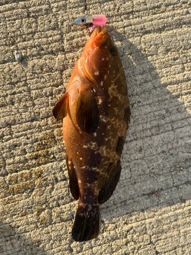 キジハタの釣果