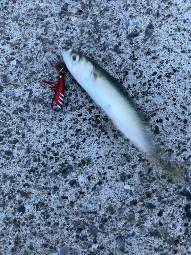 サバの釣果