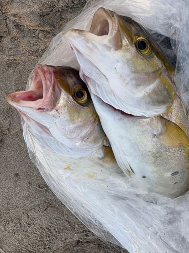 ショゴの釣果
