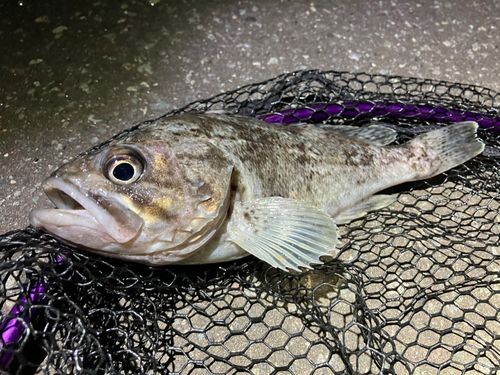 クロソイの釣果
