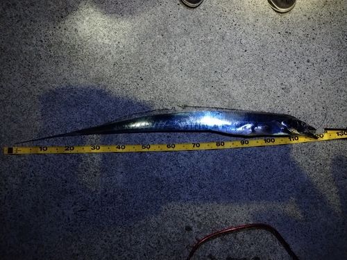 タチウオの釣果