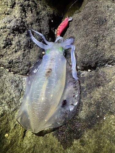 アオリイカの釣果