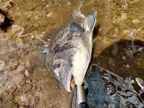 チヌの釣果