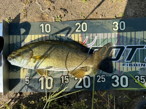 スモールマウスバスの釣果