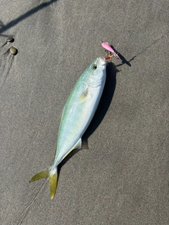 ワカシの釣果