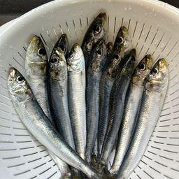 イワシ