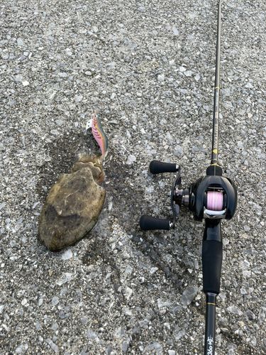 コウイカの釣果