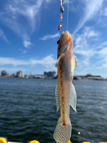 ハゼの釣果