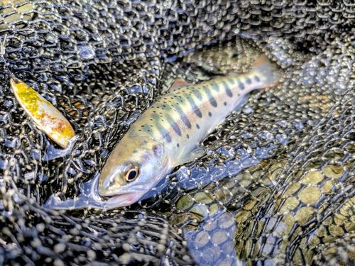 ヤマメの釣果