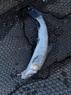 ニゴイの釣果