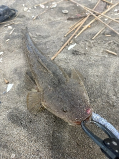 マゴチの釣果