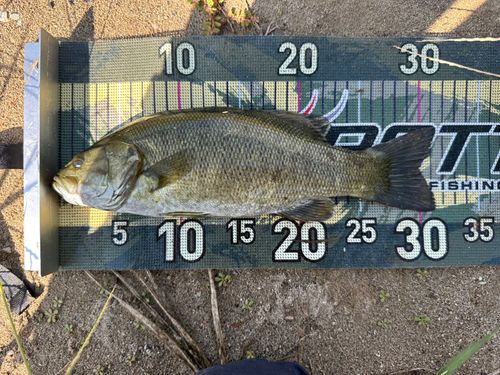 スモールマウスバスの釣果