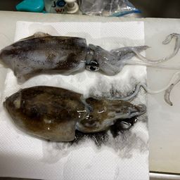 アオリイカ