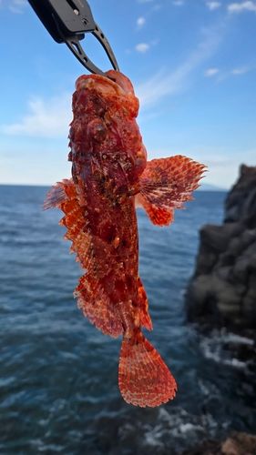 オニカサゴの釣果
