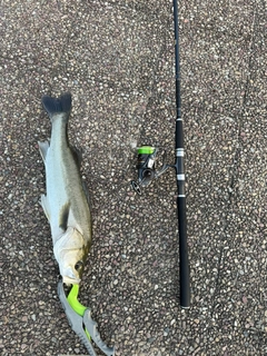 スズキの釣果