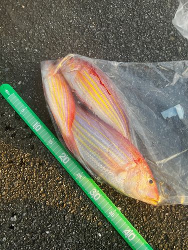 津久見湾