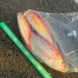 イトヨリダイ